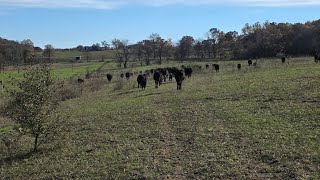 Moving cows 3/4 of a mile for ultrasound preg checking. 
