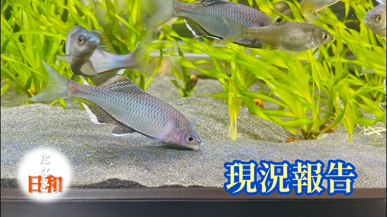 餌あげをしながら現状をご紹介します - YouTube