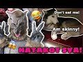 Monster Prank On My Siberian Huskies | Takot Sila! | Husky Pack TV