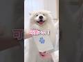 【母の日】最高のプレゼントもらいました…！ #samoyed #サモエド #癒し