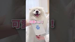 【母の日】最高のプレゼントもらいました…！ #samoyed #サモエド  #癒し