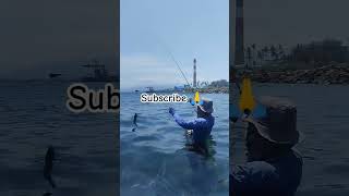 Gacor streik ikan baronang