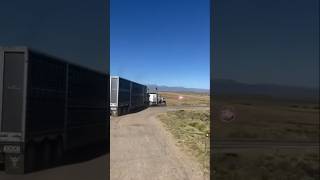 The Beef Bus #beef #cattle #colorado #bullhauler #peterbilt
