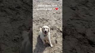 Chloe is the best 🐶❤️ #dogs #dogshorts #dogsofyoutube #dogowner #cutedogs #funnydogs #pets #fyp