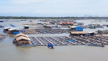 PHÓNG SỰ | Làng nuôi cá Chà Và thua lỗ do ô nhiễm | RFA Vietnamese News