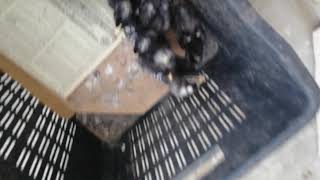 Plymouth barred Rock heritage breed 3 weeks old chicks