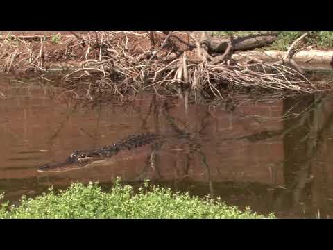 Alligator Growth Rate Chart