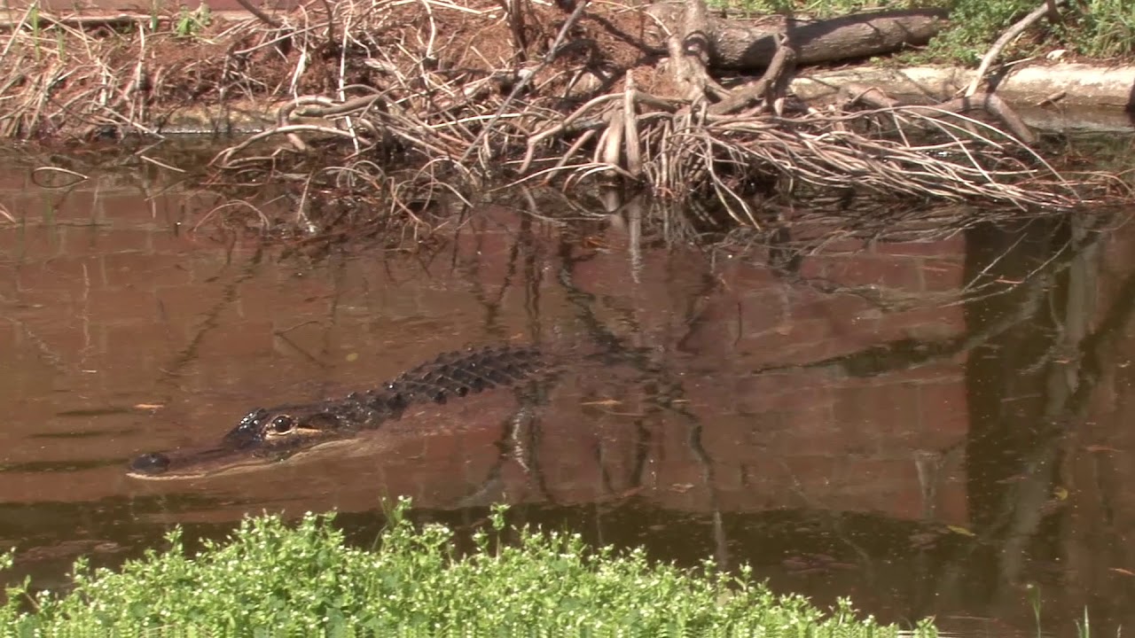 Alligator Growth Rate Chart