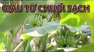 (VTC14)_Hưng Yên: Làm giàu từ chuối sạch