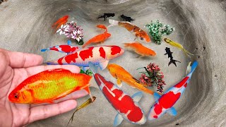 Serok ikan hias warna-warni, ikan koi, ikan mas koki, ikan mas, ikan komet ,ikan gurami, kura-kura