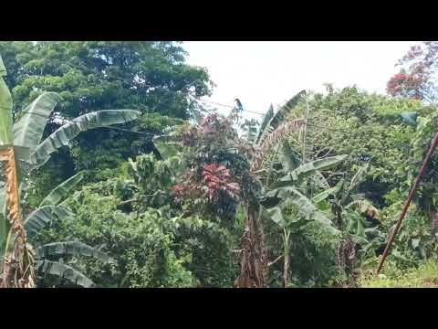 Beautiful birds chirping and wonderful day to enjoy here in bukid!!