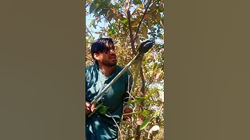 #How #Guavas #Prouning #Mature #Fruiting #Trees #Satisfying #Video #Shorts