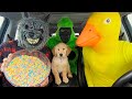 Wolf steals puppy from rubber ducky in surprise car ride chase