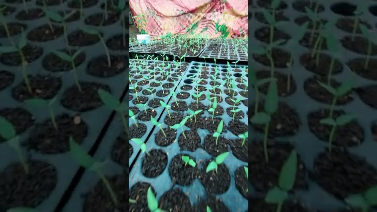 mirchi ki nursery protray gujarat