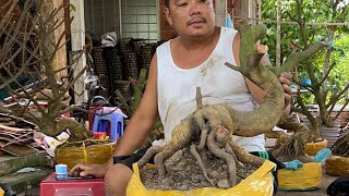Mai vang giang thu gia re lh 0946568779