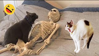 Funny Dogs And Cats Videos 2023   Best Funniest Animal Videos Of The Month #8