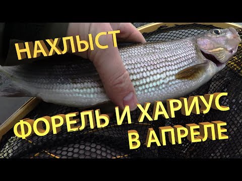 Хариус и форель на March Brown и нимфы. Рыбалка нахлыстом. Много рыбы!!!