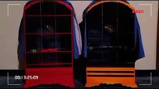 Terapi burung cendet malam hari dengan suara air