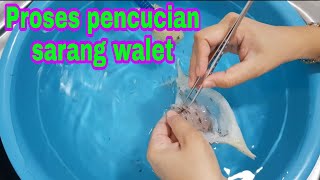 Cara Membersihkan Sarang Burung Walet Dalam Air  Cleaning Birdnest