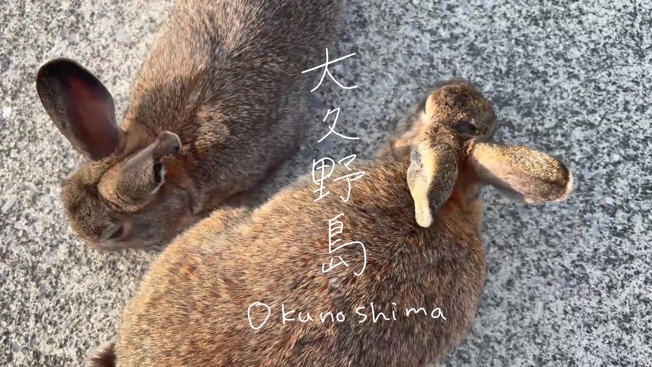 【一人旅】風が強すぎるし、うさぎが近すぎた大久野島