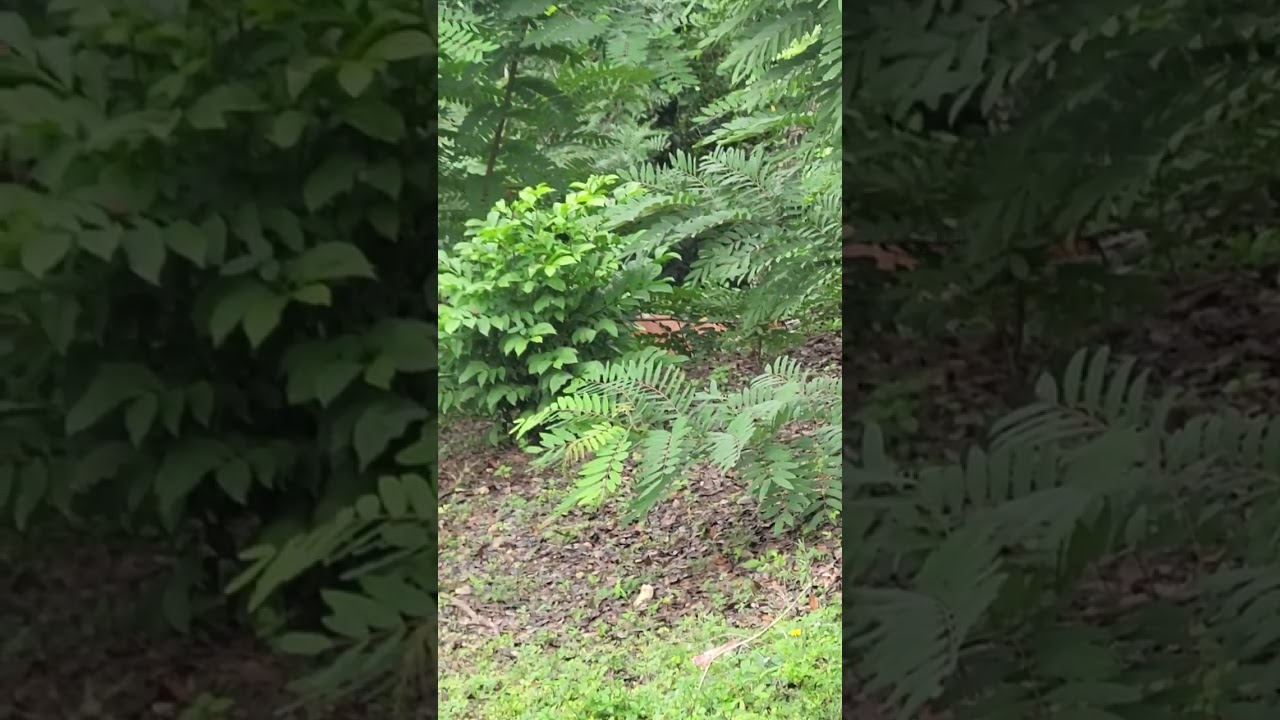 Dominikanische Republik-Der Almaufzug