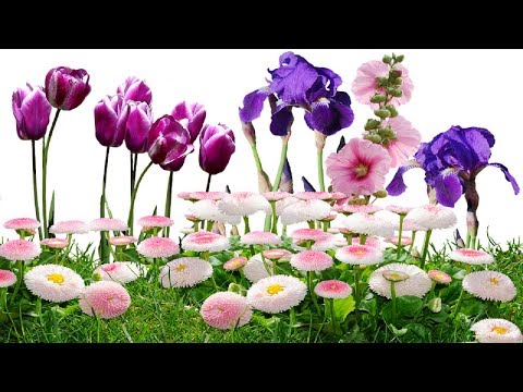 Types of Gardening Flowers