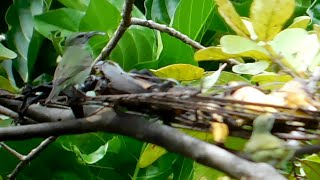 fêmea de saira beija flor e fêmea de gaturamo verdadeiro