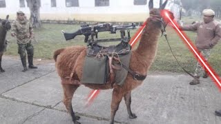 Military Lama Boss Theme