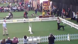 Heart Open B - Westminster 2020
