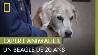 Ce beagle de 20 ans semble énormément souffrir | L'INCROYABLE DR POL