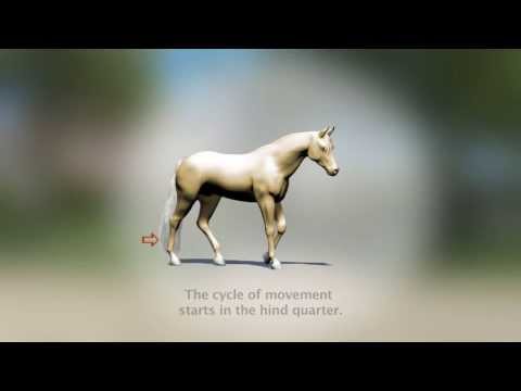 Video: How Does A Horse Move