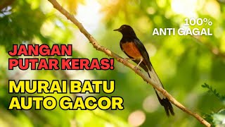 Download Lagu MASTERAN PAMUNGKAS ‼️ Murai Batu Mental NAIK, Volume FULL MP3