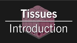 Tissues of the Human Body | Biology | Science | Letstute