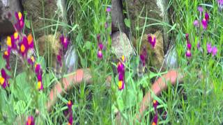 3D Video 1080P Full Hd, Dxg Dvx5F9