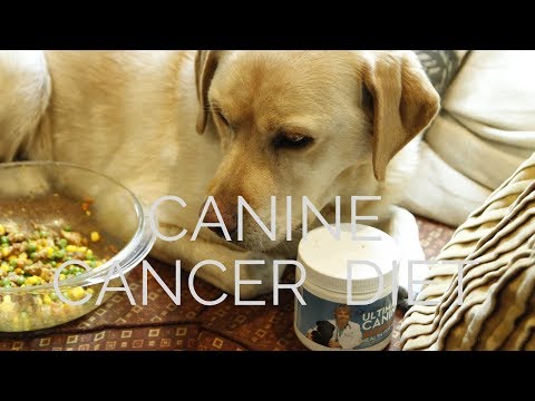 canine-cancer-diet