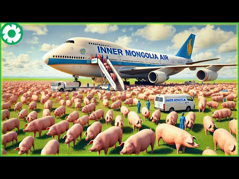 Transport 8.8M of Giant Pigs This Way - Biggest Heavy Equipment Machines | Agriculture Technology