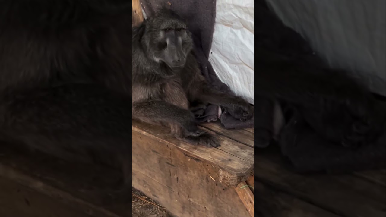 когда мама Синди смогла увидеть это в ноябре 22-го числа 🥰🥰🥰🥰 