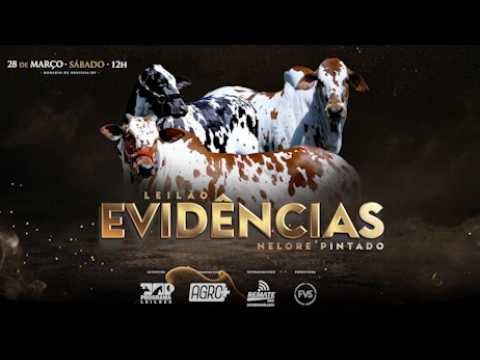 LOTE 60
