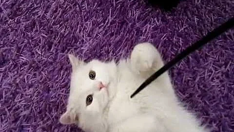 Video 1273191: beautiful turkish angora