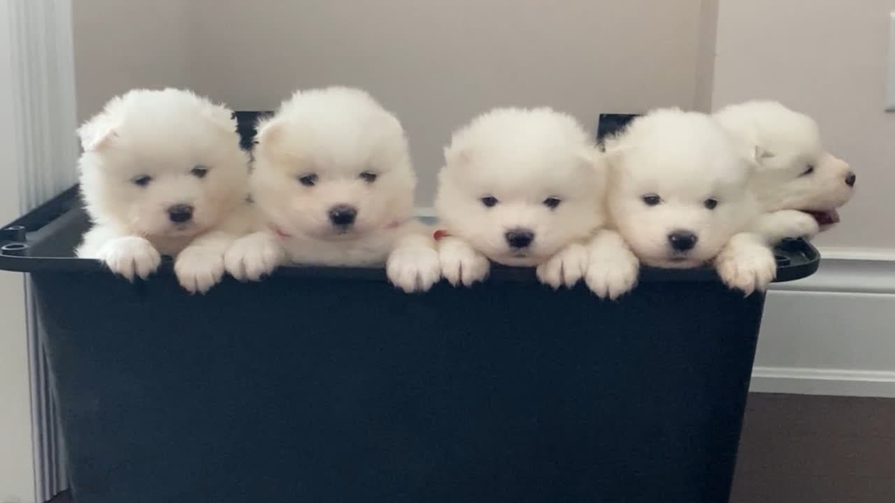 萨摩耶幼崽怎么会这么可爱!