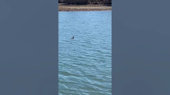 bird tangled in fishing line...AGAIN
