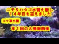 ハタゴ＆ニモ水替え無し１４年目を迎えました