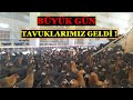 BÜYÜK GÜN ! - TAVUKLARIMIZ GELDİ !