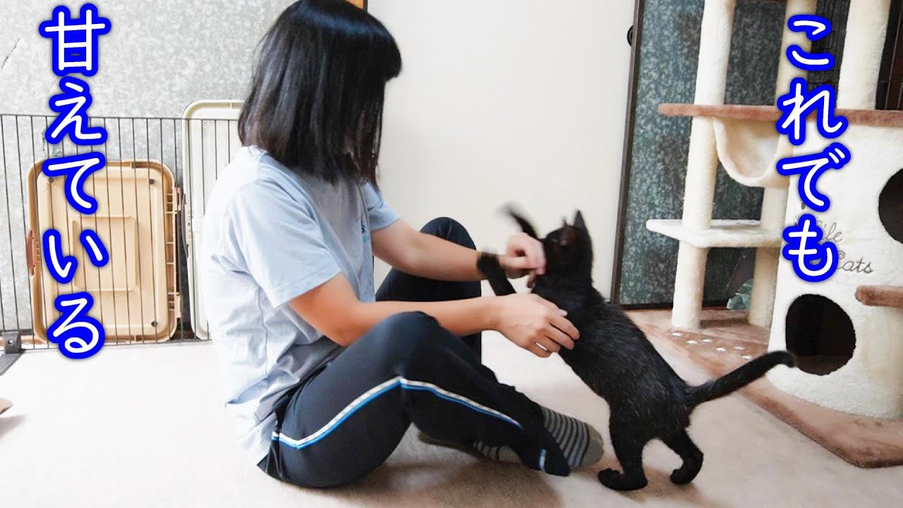 The last medicine for a kitten who was completely injured! - YouTube