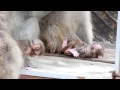 Japanese macaque baby boys : ニホンザルの赤ちゃん（バラの赤ちゃんとアブラナの赤ちゃん）「かあちゃん、抑えすぎっ」＠上野動物園 - DSCN4250