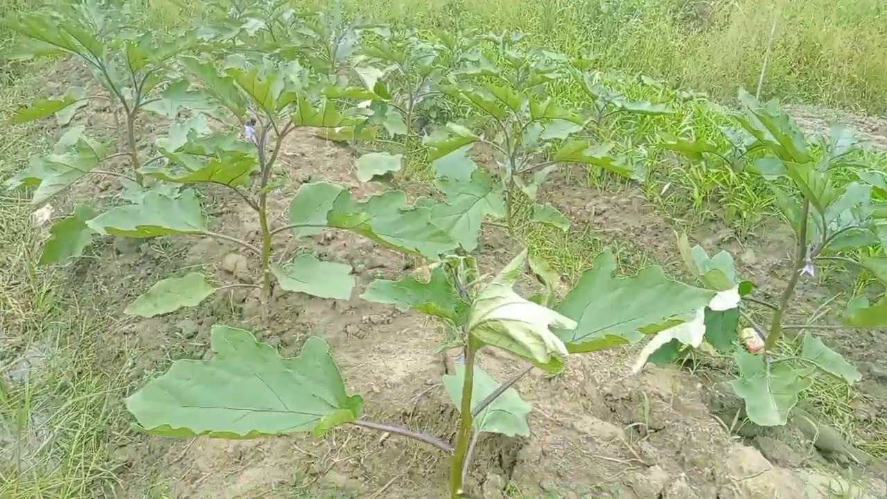 Review Penyakit Pada Tanaman Terong Yuvita F1 