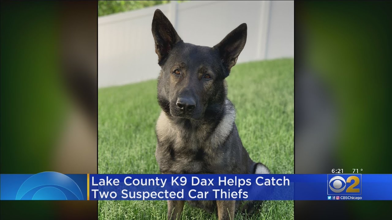 Dax The Dog Fetches A Couple Of Suspected Car Thieves In Lake Bluff