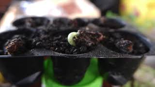 GERMINATING FIRE TREE SEEDS GERMINATING FIRE TREE SEEDS
