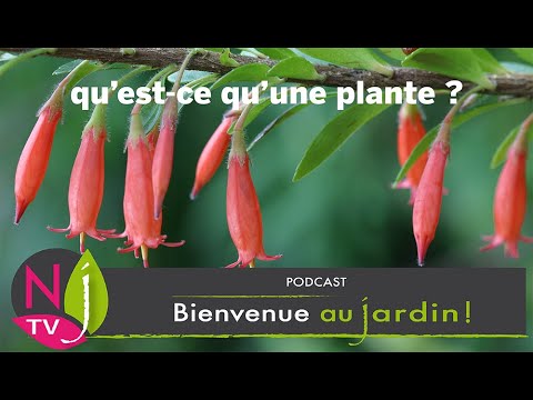 Vidéo: Quelles sont les caractéristiques des plantes vasculaires sans pépins ?