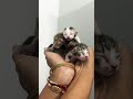 Pretty little babies ♥️🧿🤗🐾🐈